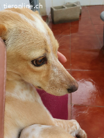 Nivar, w./kastr., geb. 01/2025 Größe: ca. 43 cm/7,5 kg