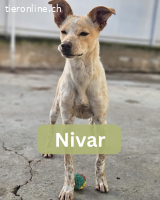 Nivar, w./kastr., geb. 01/2025 Größe: ca. 43 cm/7,5 kg
