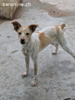 Nivar, w./kastr., geb. 01/2025 Größe: ca. 43 cm/7,5 kg