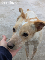 Nivar, w./kastr., geb. 01/2025 Größe: ca. 43 cm/7,5 kg