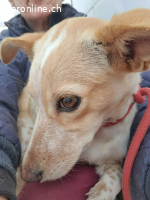 Nivar, w./kastr., geb. 01/2025 Größe: ca. 43 cm/7,5 kg