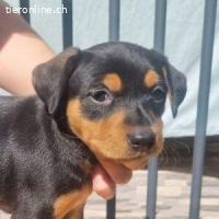 Niza - wünscht sich ein eigenes richtiges Zuhause