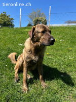 Noha Schnupfi-Bär für Kenner