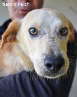 Notfall - Boris - Wie lange würdest du das aushalten?