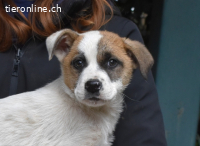 Notfall - Elenio - Ein leuchtendes Fellknäuel