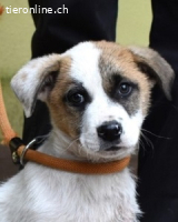 Notfall - Elenio - Ein leuchtendes Fellknäuel