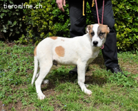 Notfall - Elenio - wartet auf seiner Pflegestelle auf Sie !