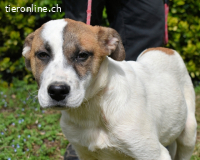 Notfall - Elenio - wartet auf seiner Pflegestelle auf Sie !