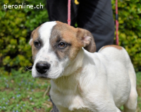 Notfall - Elenio - wartet auf seiner Pflegestelle auf Sie !