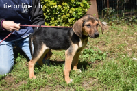 Notfall - Ugoletto - Ein Plan muss her!