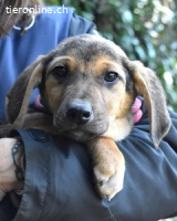 Notfall - Ugoletto - Ein Plan muss her!