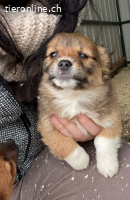 Nougat sucht eine Familie