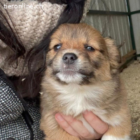 Nougat sucht eine Familie