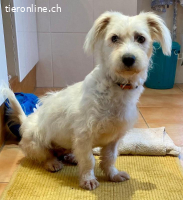 Nube - Unser kleines Schneeflöckchen wartet auch dich