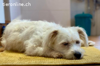 Nube - Unser kleines Schneeflöckchen wartet auch dich