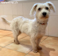 Nube - Unser kleines Schneeflöckchen wartet auch dich