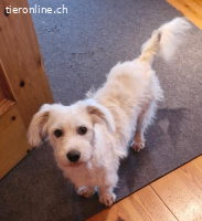 Nube - Unser kleines Schneeflöckchen wartet auch dich