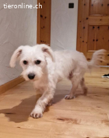 Nube - Unser kleines Schneeflöckchen wartet auch dich