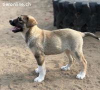 Nuria-2, verspieltes und menschenbezogenes Hundekind