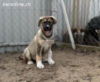 Nuria-2, verspieltes und menschenbezogenes Hundekind