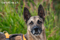 Nuvo (ca. 4,5 Jahre) – ein Kämpfer mit besonderem Charme