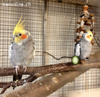 Nymphensittiche Joni & William