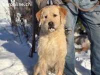 Oakley,  lieber, freundlicher, lebensfroher und agiler Rüde