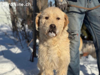 Oakley,  lieber, freundlicher, lebensfroher und agiler Rüde