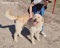 Oakley,  lieber, freundlicher, lebensfroher und agiler Rüde