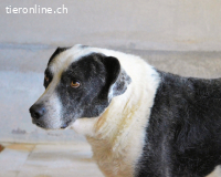 Oldrich - NIE ist einfach zu lang...