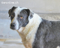 Oldrich - NIE ist einfach zu lang...