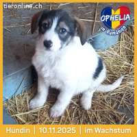 Ophelia- ein kleines herz sucht behutsam ihr Zuhause