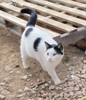 Oreo - er bringt nicht nur Leben ins Haus – sondern ganz vie