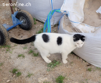Oreo - er bringt nicht nur Leben ins Haus – sondern ganz vie