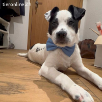 ORLANDO, aufgeweckter Mixbub,ca.5Mo.,*PS in 4513 Langendorf*