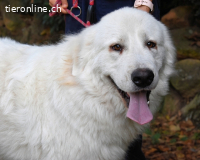 Ottis - Wow! Einfach nur wow!