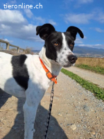 Ozzy - Bezaubernder Rüde möchte endlich ankommen