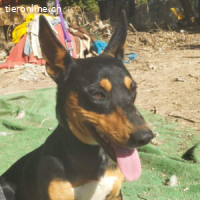 Ozzy - ein echter Schatz wartet auf Dich!