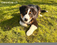 Paco -ist auf Probe im neuen Zuhause