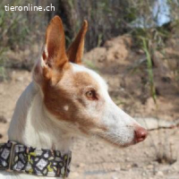 Palomo – ein Leben lang beim Jäger, jetzt bereit für Liebe