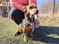 PAMELA, zu Herzen gehende Hündin, ca. 8 Jahre, 25cm, 6,4kg