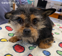 Pamina, anhängliche, liebenswerte und dankbare Hündin