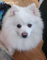 Pamuk – ein treuer Spitzbub zum Anbeissen