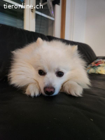 Pamuk – ein treuer Spitzbub zum Anbeissen