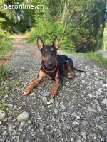 Pancho - ein Bullterrier wie aus dem Bilderbuch