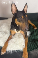 Pancho - ein Bullterrier wie aus dem Bilderbuch