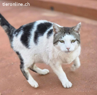 Paolo – Gemeinsam statt einsam: Paolo möchte nicht allein bl