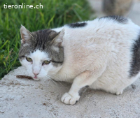 Paolo – Gemeinsam statt einsam: Paolo möchte nicht allein bl