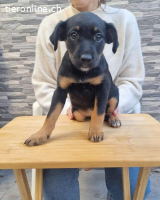 Patita – ein kleiner Schatz, der die Welt entdecken möchte