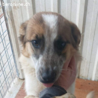 Paulina – eine sanfte Seele sucht ihr erstes echtes Zuhause